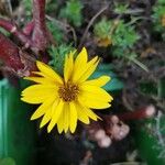 Helianthus strumosus Leaf