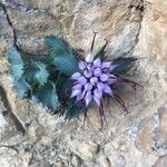 Physoplexis comosa 花