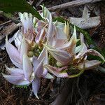 Arthroclianthus maximus Flor