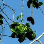 Enterolobium cyclocarpum Fruit