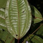 Miconia lateriflora Feuille