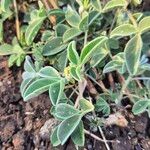 Crotalaria verdcourtii Leaf