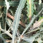 Banksia prionotes Blad