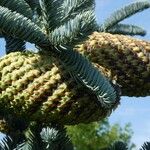 Abies procera Fruit