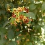 Nyctanthes arbor-tristis 花