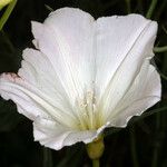 Calystegia longipes Кветка