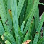Hesperantha coccinea 葉