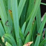 Hesperantha coccinea Leaf