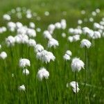 Eriophorum scheuchzeri Blomma