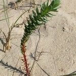 Euphorbia paralias Hábito