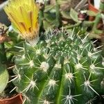 Parodia mammulosa Flor