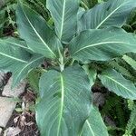 Dieffenbachia oerstedii Hoja