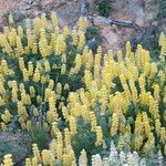 Lupinus arboreus Habitat