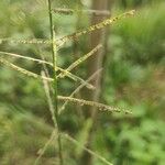 Paspalum paniculatum Flower