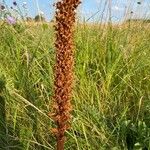 Orobanche elatior Blomma