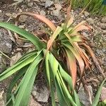 Kniphofia northiae Leaf