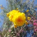 Cochlospermum vitifolium花