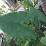 Alocasia zebrina Leaf