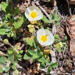 Cistus salviifolius花