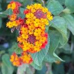 Lantana camaraBlomst