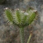 Torilis leptophylla Fruit