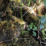 Coilochilus neocaledonicum Hábito