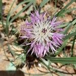 Centaurea seridisফুল