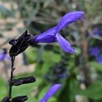 Salvia guaranitica Flor