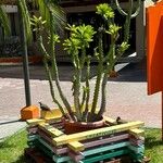 Euphorbia neriifolia Hoja