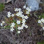 Androsace obtusifolia Flor