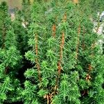 Cryptomeria japonica পাতা