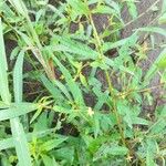 Ludwigia erecta Blatt