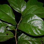 Mortoniodendron anisophyllum Lorea