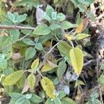 Salvia tomentosa Leaf