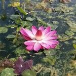 Nymphaea rubra Flower