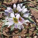 Colchicum gramineum Flower