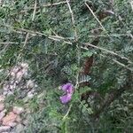 Mundulea sericea Flower