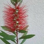 Callistemon citrinus花