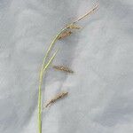 Carex sempervirens Blomma