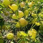 Gomphocarpus physocarpus Fruit