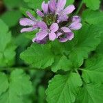 Cardamine chelidonia 花