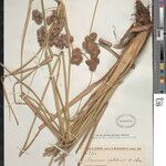 Cyperus ivohibensis Diğer