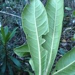 Acropogon margaretae Folha