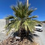 Washingtonia filifera Агульны выгляд