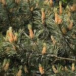 Pinus sylvestris Fleur