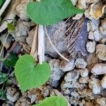 Ipomoea obscura Leaf