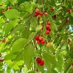 Cornus masഫലം