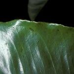 Hebepetalum humiriifolium Leht