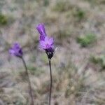 Dipterostemon capitatus Flower