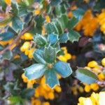 Berberis darwinii Листок